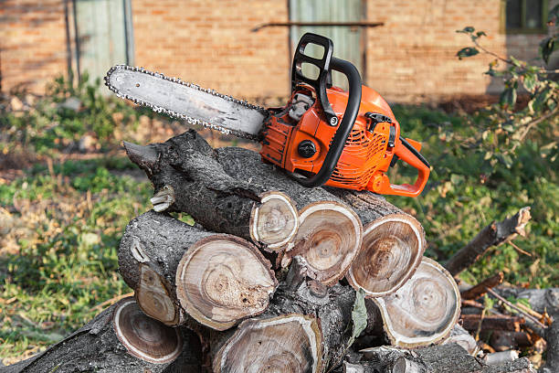 Best Dead Tree Removal  in Denham Springs, LA